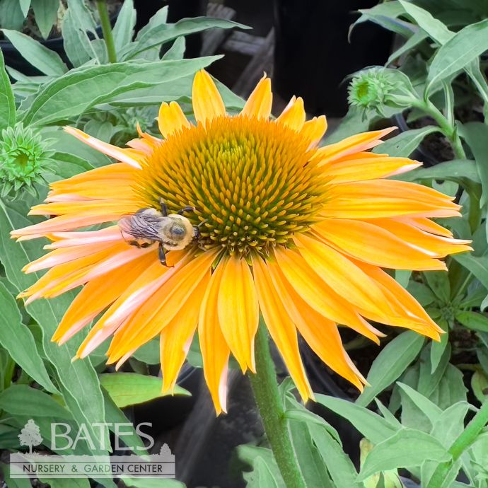 #1 Echinacea x Big Kahuna/ Coneflower