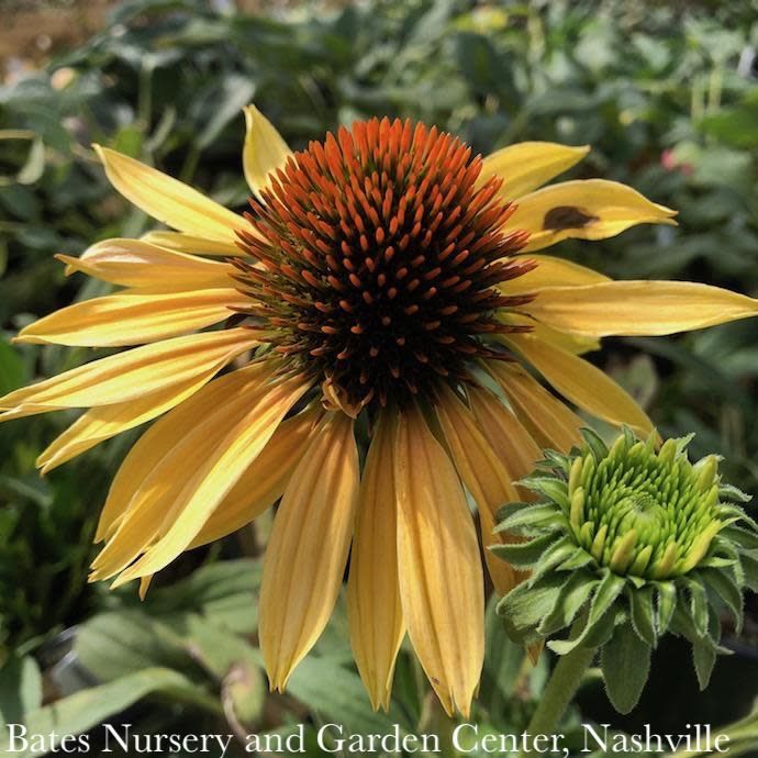 #1 Echinacea x Big Kahuna/ Coneflower