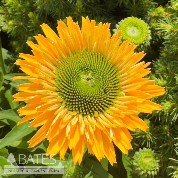 #1 Echinacea x Sunseekers &#39;Golden Sun&#39;/ Yellow Coneflower
