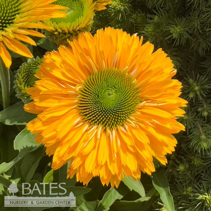 #1 Echinacea x Sunseekers &#39;Golden Sun&#39;/ Yellow Coneflower