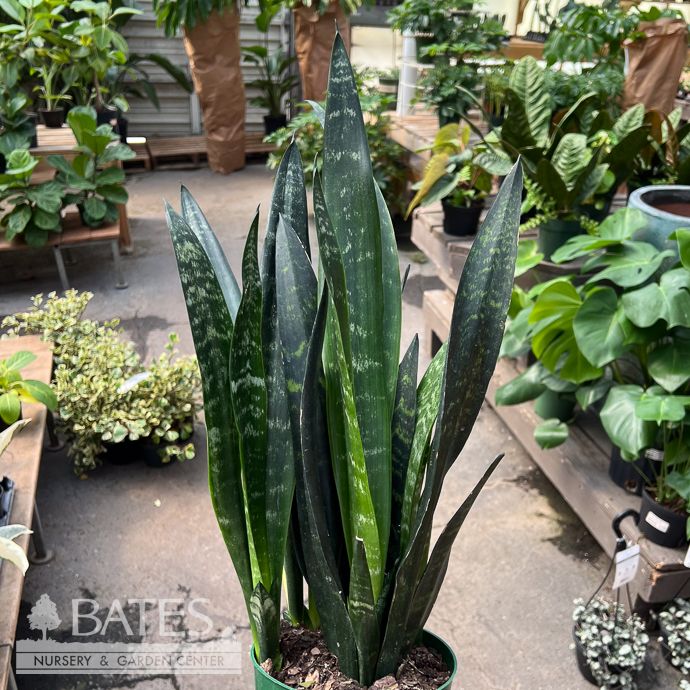 6p! Sansevieria Carolin /Snake Plant /Mother-in-Law Tongue /Tropical