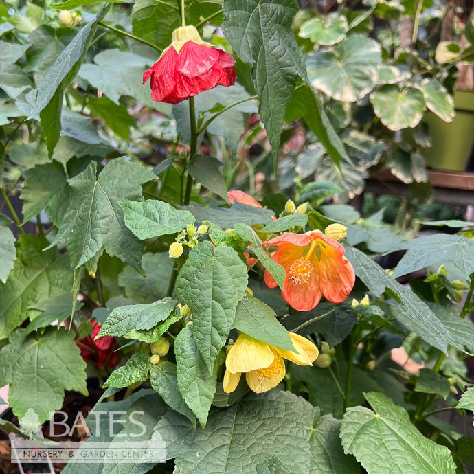 6p! Abutilon Lucky Lantern /Tropical  No Warranty