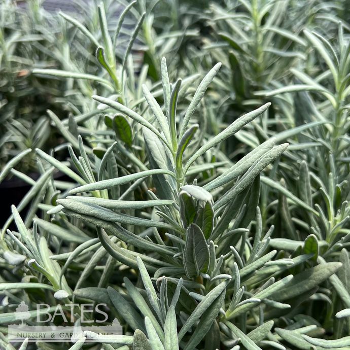 #1 Lavandula x int Inspirational!/ White Lavender - No Warranty