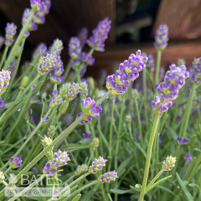 #1 Lavandula Vintro 'Forte Blue'/ Lavender - No Warranty