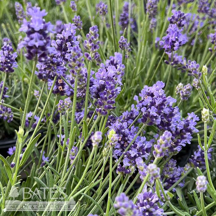 #1 Lavandula Thumbelina Leigh/ English Lavender - No Warranty