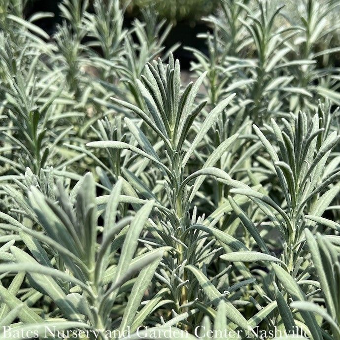 #1 Lavandula x int Sensational/ Lavender - No Warranty
