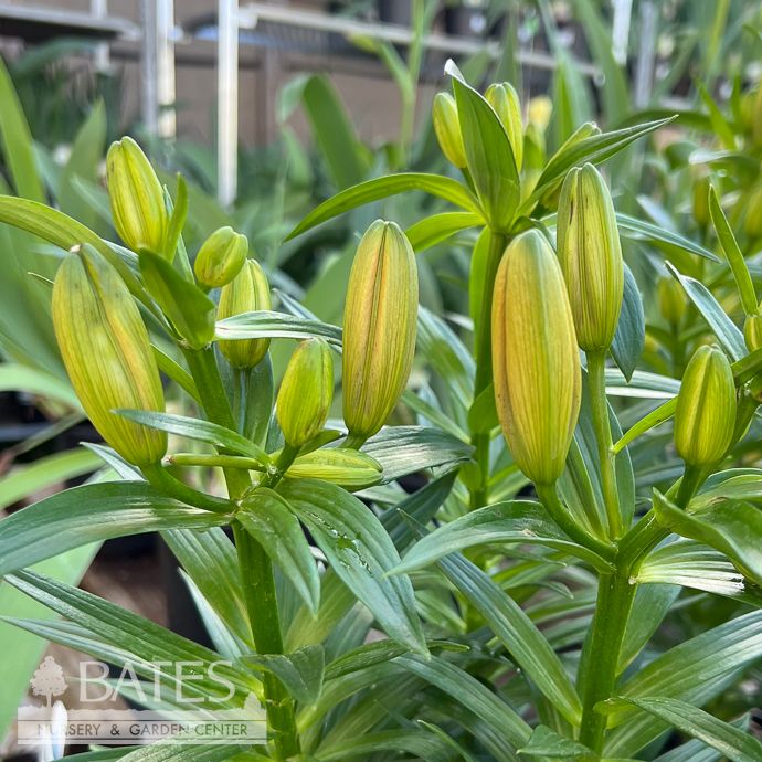 #1 Lilium asiatic Tiny Lion/ Orange, Burgundy Lily
