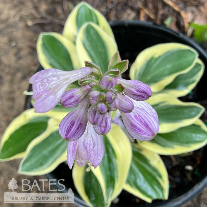 #1 Hosta x PW Mighty Mouse/ Dwarf Blue-green w/ Yellow Margins