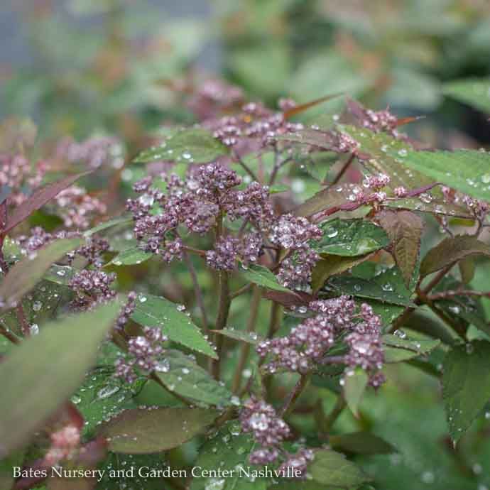 #3 Spiraea japonica PW Double Play 'Red'