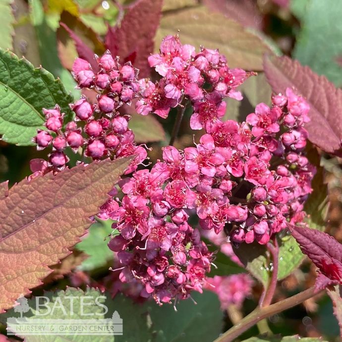 #2s Spiraea japonica PW Double Play &#39;Red&#39;