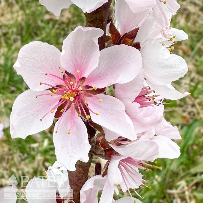 Edible Topiary Patio Tree #7 Prunus persica Bonfire/ Dwarf Peach
