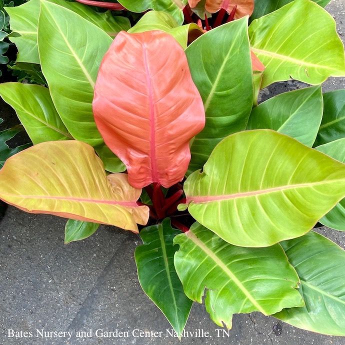 10p! Philodendron Prince of Orange  /Tropical
