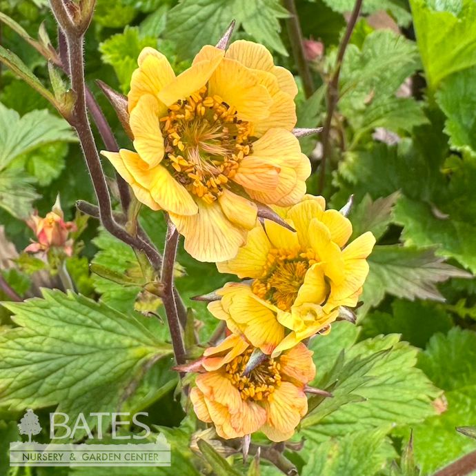 #1 Geum x Tempo &#39;Yellow&#39;