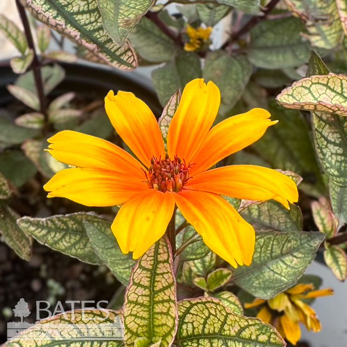 #1 Heliopsis heli PW Touch of Blush/ False Sunflower Native (TN)
