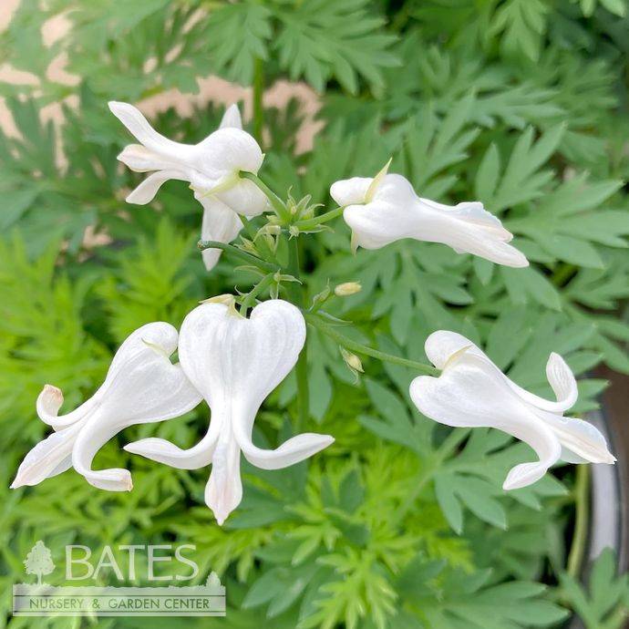#1 Dicentra Amore &#39;Titanium&#39;/ White Fernleaf Bleeding Heart