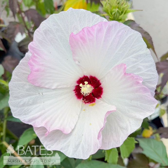 #3 Hibiscus x PW Summerific &#39;Ballet Slippers&#39;/ White with Pink Hardy