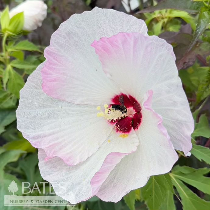 #3 Hibiscus x PW Summerific &#39;Ballet Slippers&#39;/ White with Pink Hardy