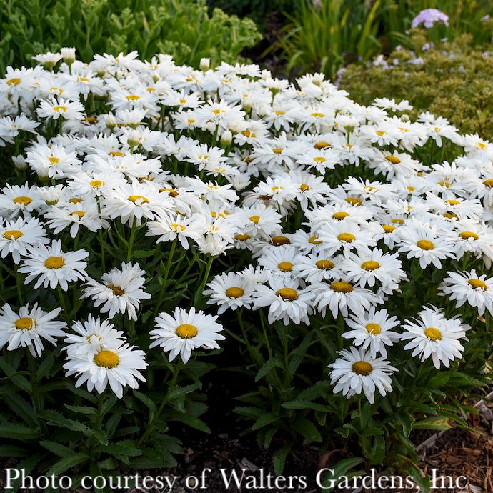 #1 Leucanthemum Whoops-a-Daisy/ Shasta
