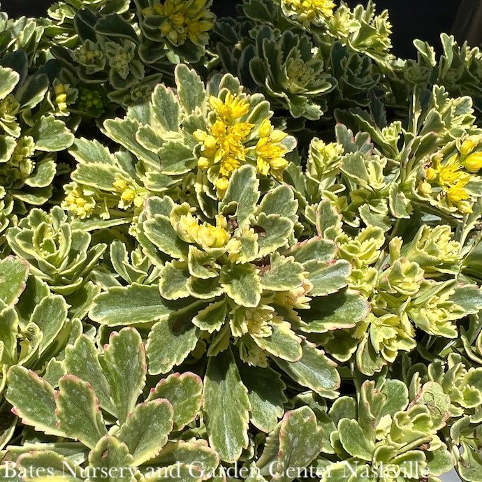 #1 Sedum x PW Rock &#39;n Grow &#39;Boogie Woogie&#39;/ Variegated Stonecrop