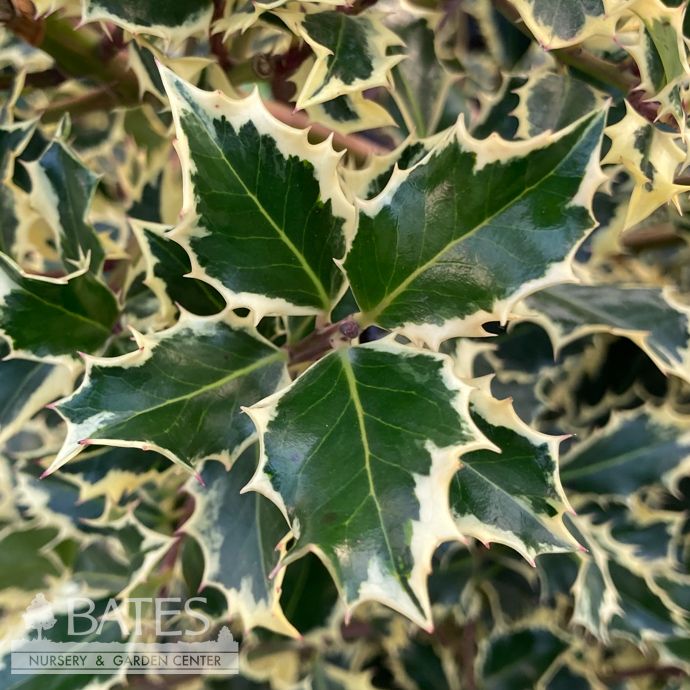 #7 Ilex aquifolium Argentea Marginata/ Variegated English Holly (female)