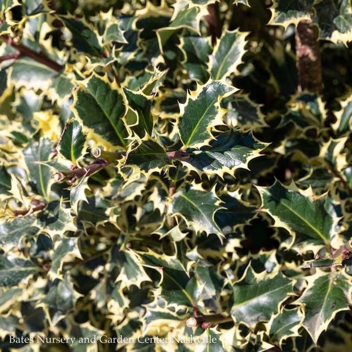 #7 Ilex aquifolium Argentea Marginata/ Variegated English Holly (female)