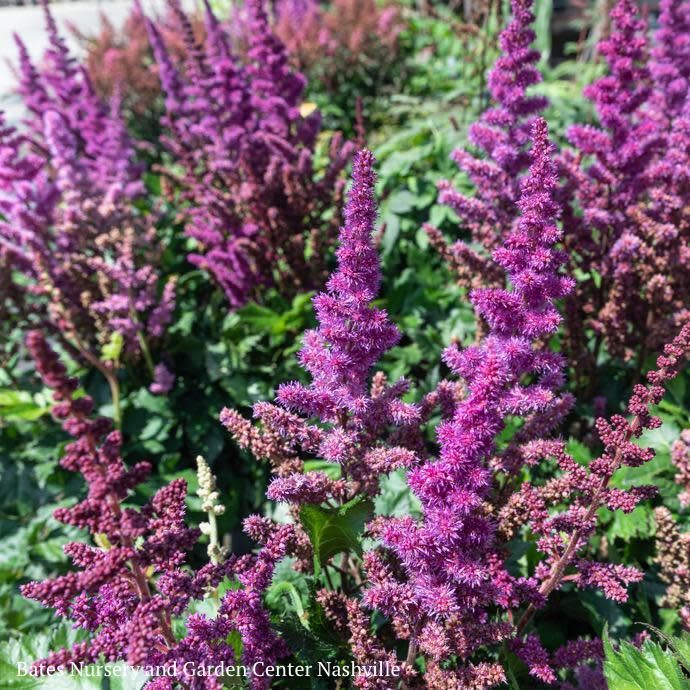 #1 Astilbe chin PW Vision In Red