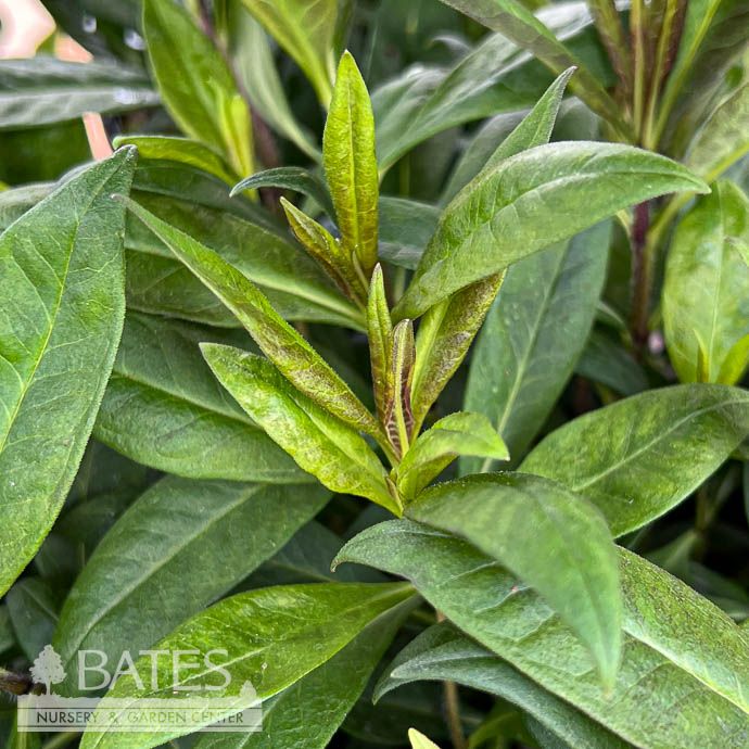 #1 Phlox pan Eilene Glass