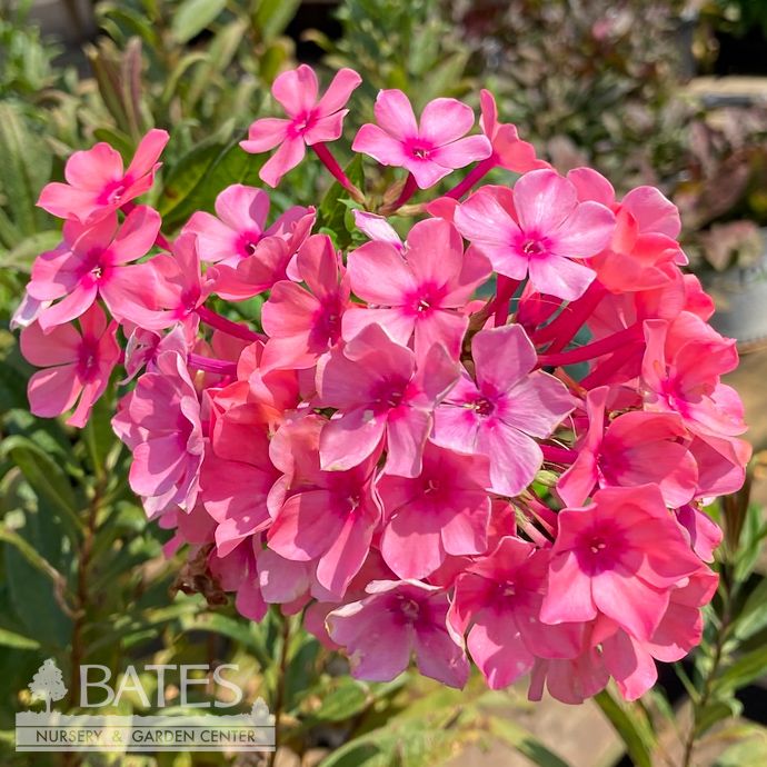 #1 Phlox pan Eilene Glass