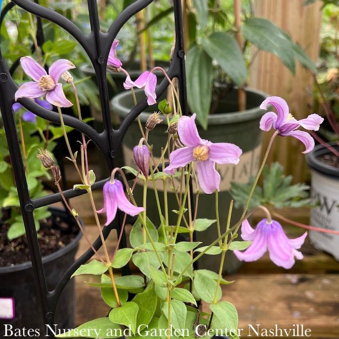 #2 Clematis x PW Stand By Me/ Lavender Nodding Bush