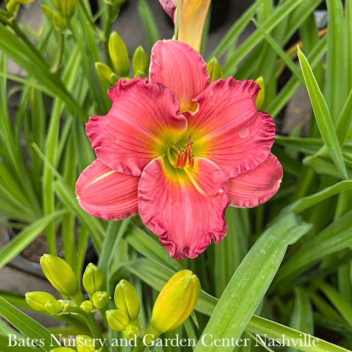 #1 Hemerocallis x Happy Ever Appster &#39;Passionate Returns&#39;/ Red Daylily