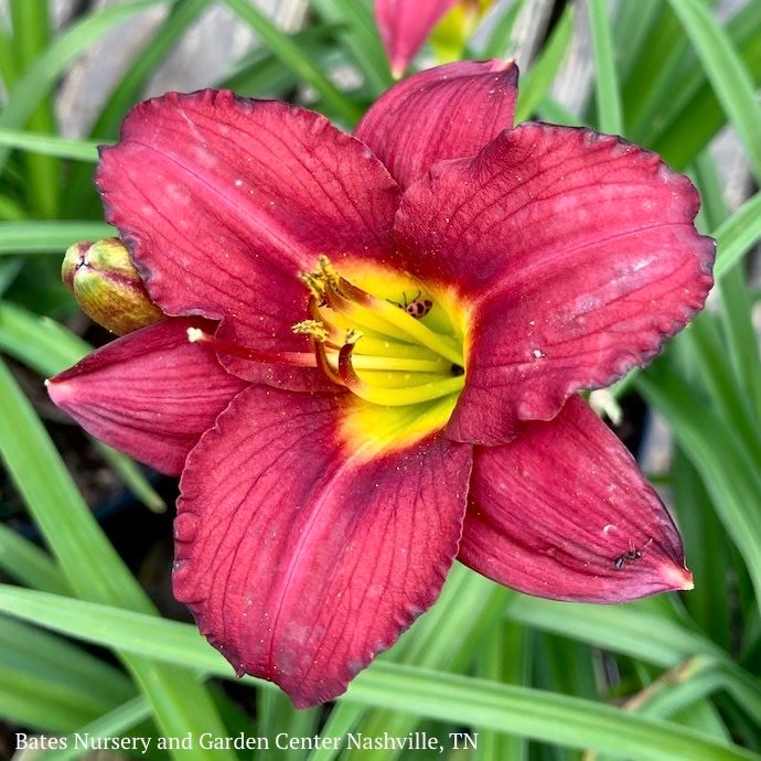 #1 Hemerocallis Ruby Stella/Red Repeat Daylily