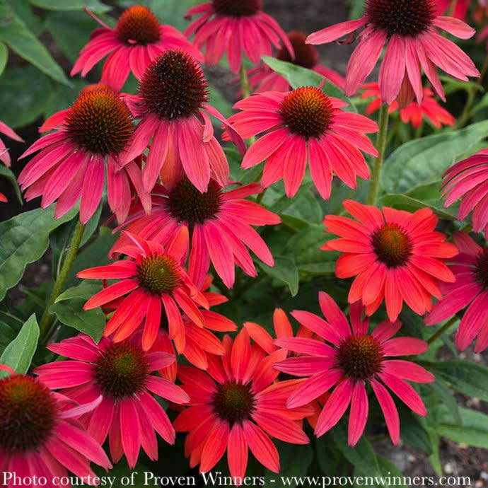 #1 Echinacea x PW Summersong 'Firefinch' (Lakota Fire)/ Red Coneflower