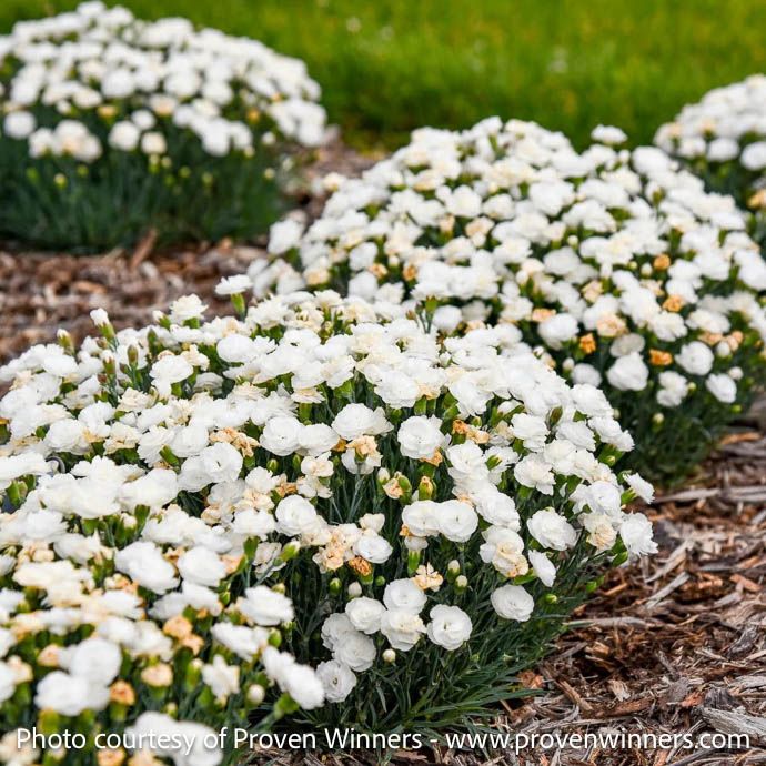 #1 Dianthus x PW Fruit Punch 'Whipped Cream'/ White