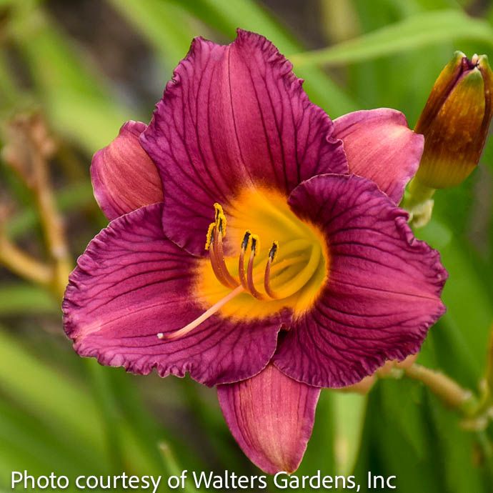 #1 Hemerocallis Purple De Oro/ Repeat Daylily