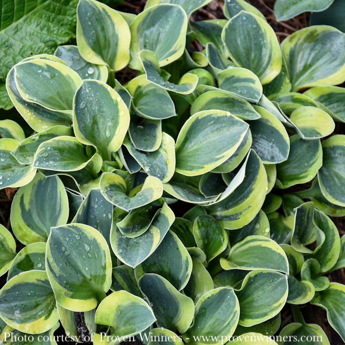 #1 Hosta x PW Mighty Mouse/ Dwarf Blue-green w/ Yellow Margins