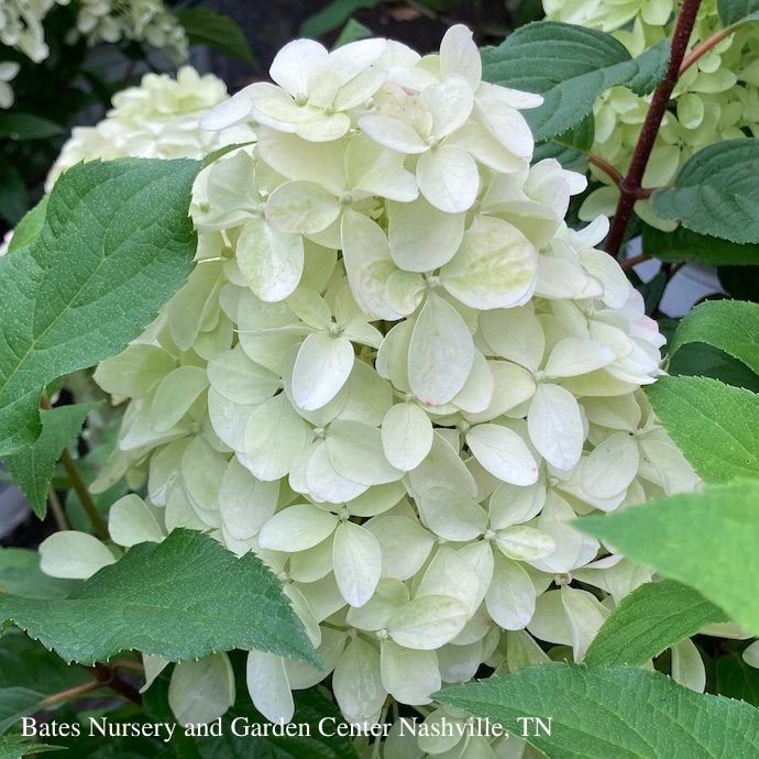 #5 Hydrangea pan PW Quick Fire FAB/ Panicle White to Pink
