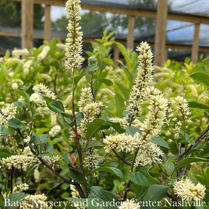 #3 Itea virginica PW Scentlandia/ Virginia Sweetspire Native (TN)