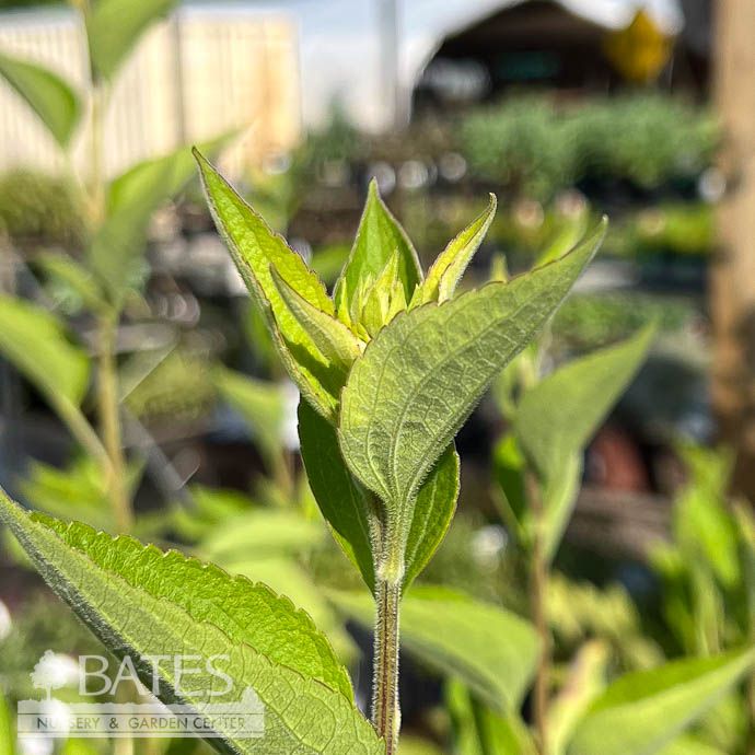 #1 Rudbeckia subtom Henry Eilers/ Sweet Coneflower Native (TN)