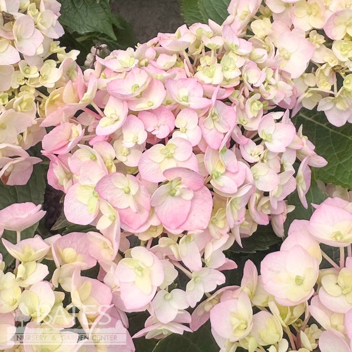 #2 Hydrangea mac PW Wee Bit Innocent/ Bigleaf/ Mophead