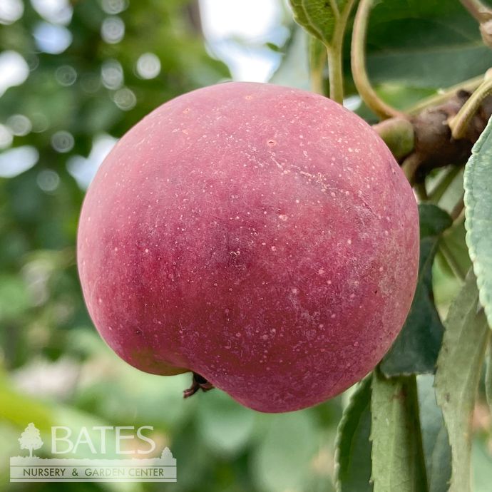 Edible #5 Malus Red Rome/ Semi-dwarf Apple