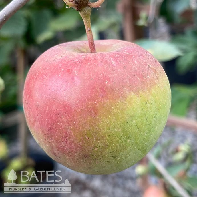 Edible #5 Malus Red Rome/ Semi-dwarf Apple