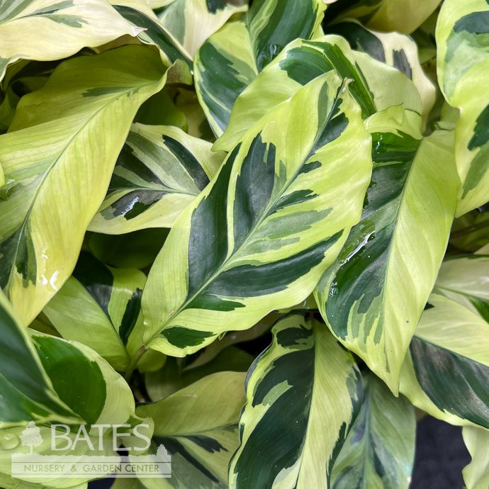 4p! Calathea Yellow Allusion /Yellow Fusion /Tropical