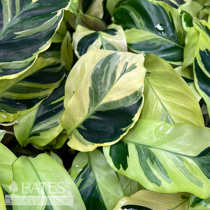 4p! Calathea Yellow Allusion /Yellow Fusion /Tropical