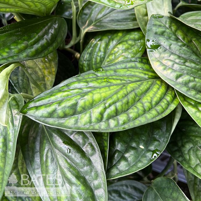 6p! Monstera Peru / Monstera karsteniarnum  /Tropical