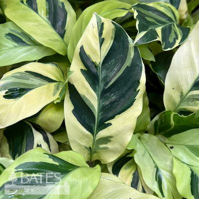 4p! Calathea Yellow Allusion / Yellow Fusion /Tropical