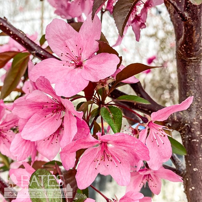 #7 Malus x (Shotizam) PW Show Time/ Pink Flower, Purple Foliage Crabapple