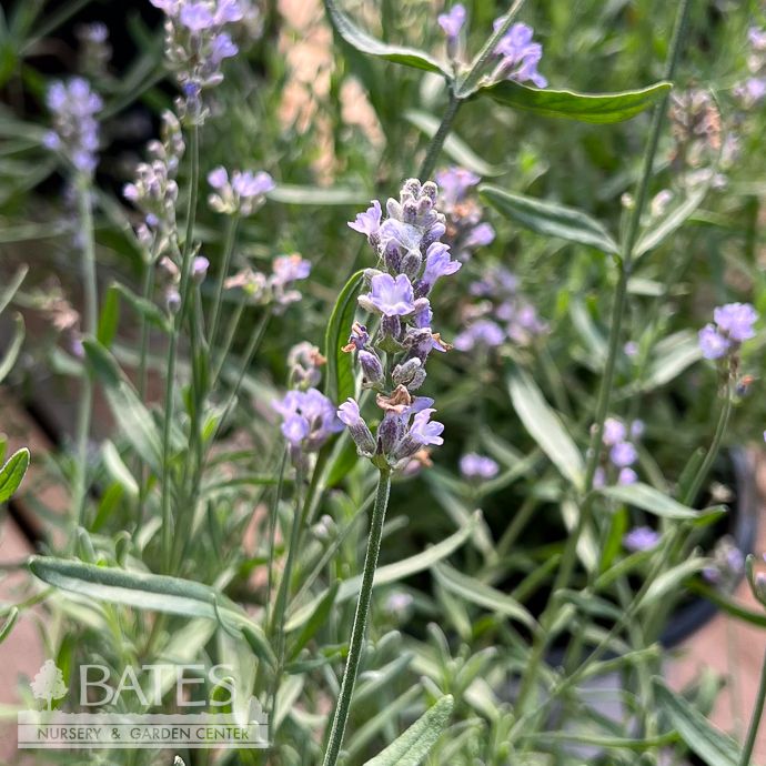 #1 Lavandula ang Summer Serenade/ English Lavender - No Warranty