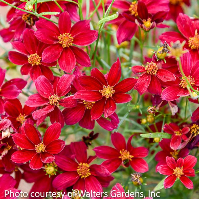 #1 Coreopsis vert PW Designer Threads &#39;Scarlet Ribbons&#39;/ Red Threadleaf Tickseed Native (TN)
