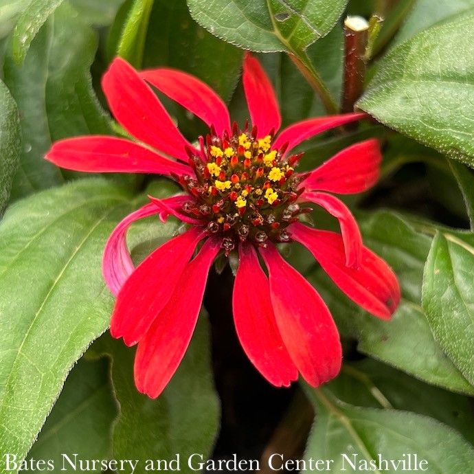 #1 Echinacea x Panama &#39;Red&#39;/ Dwarf Coneflower