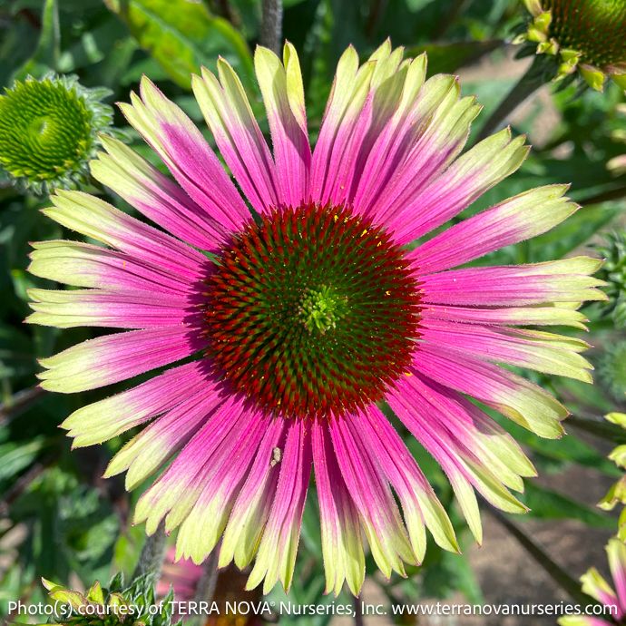 #1 Echinacea pur Prima &#39;Aura&#39;/ Pink with Green Edges Coneflower Native (TN)